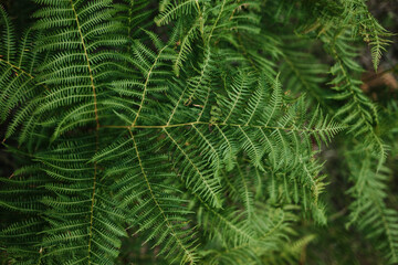 Close-up of green fern leaves in Tara National Park, Serbia, showing the natural symmetry and texture of the foliage.