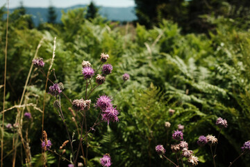 Purple wildflowers blooming among dense green ferns in a summer meadow in Tara National Park, Serbia.