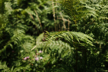 Bright green fern frond extending outward in a lush forest in Tara National Park, Serbia.