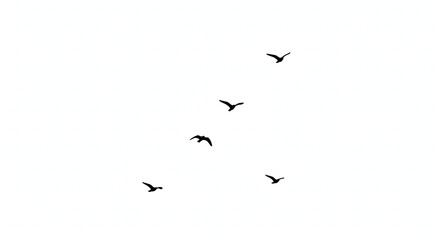 flock of birds flying