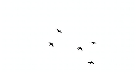 flock of flying birds