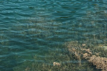 Close-up view of lake vegetation and crystal clear water in Kruscica Lake, Tara National Park,...