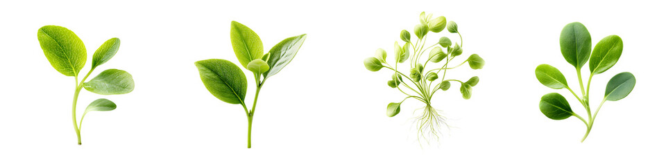 Fresh Green Sprouts Isolated on White: Seedlings and Young Plants