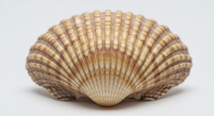 Fototapeta premium Closeup of Brown Striped Seashell on White Background