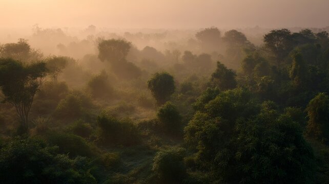 Misty forest morning with soft sunrise glow. Artificial intelligence image