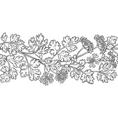 Coriander Branch with Flowers, Seeds and Leaves Outline Horizontal Seamless Pattern. Vector isolated for design or decoration.