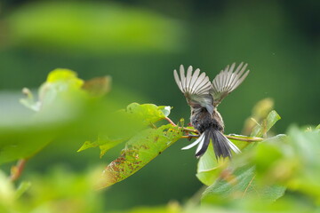雨上がりに群れた羽を広げた小鳥
