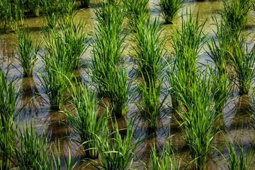 Beautiful landscape of a vibrant green rice field crop agricultural transplant wet farming land