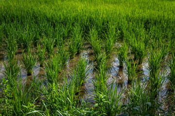 Beautiful landscape of a vibrant green rice field crop agricultural transplant wet farming land