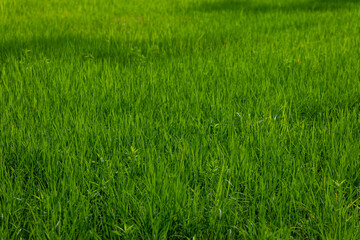 A close-up image of a vibrant green rice field.  Green Background.