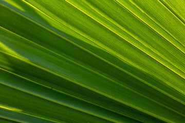 Close up of Asian palmyra palm tree leaf. Green Nature background.