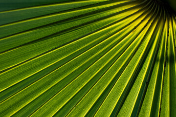 Close up of Asian palmyra palm tree leaf. Green Nature background.