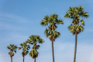 Naklejka premium Asian palmyra palm tree. blue sky. Isolated.