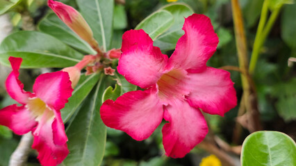 Close-Up of Vibrant Desert Rose Flowers