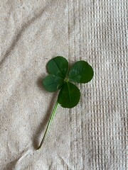 네잎클로버