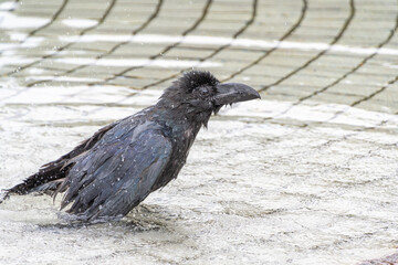 Obraz premium 水たまりで水浴びする濡れたハシブトガラス