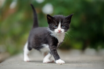 black and white kitten walking outdoors, close up
