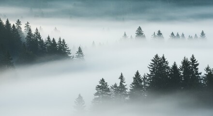 Misty Mountain Forest at Dawn