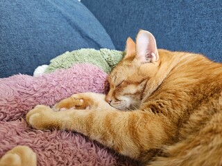 A peaceful orange cat is soundly asleep, nestled into a soft, pink blanket on a blue sofa. This cozy close-up captures a moment of deep comfort and serene relaxation.