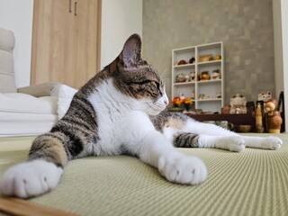 A relaxed tabby cat lies comfortably on a tatami mat, looking content and peaceful. This serene image captures a beautiful moment of a pet in a modern Japanese home.