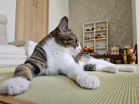 A relaxed tabby cat lies comfortably on a tatami mat, looking content and peaceful. This serene image captures a beautiful moment of a pet in a modern Japanese home.