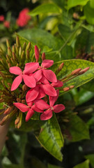 Close-up of blooming red Ixora flowers surrounded by green foliage in a sunlit outdoor garden setting
