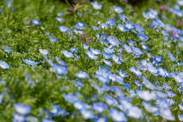 咲き誇るネモフィラの群生