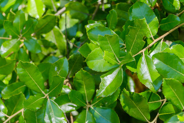 陽光に輝くツバキの緑葉