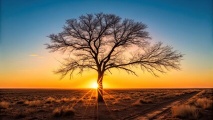 Naklejka premium Solitary tree silhouette against a fiery sunset sky