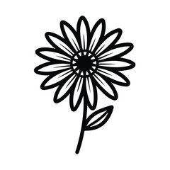 romaine chamomile flower illustration