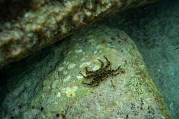 Underwater view of a crab resting on a textured rock, surrounded by clear water and natural aquatic light.
