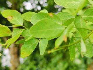 Close-up of fresh green leaves growing on a branch in daylight