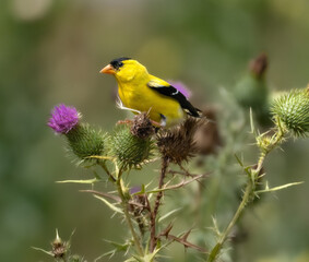 Yellow bird