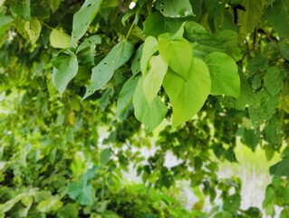 Close-up of fresh green leaves growing on a branch in daylight
