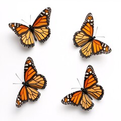 Fototapeta premium Monarch Butterflies in Various Positions Displaying Their Beauty