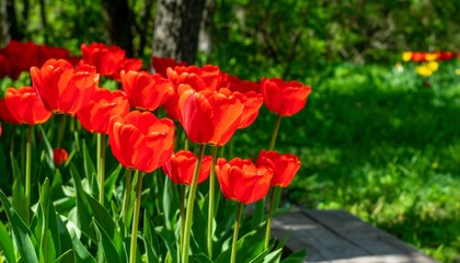 Vibrant red tulips in a garden setting