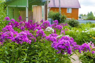Lush garden scene featuring vibrant pink phlox flowers blooming around gazebo, against backdrop of...