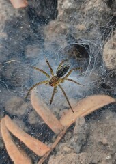 A spider with a mottled brown and gray body and striped legs. It is positioned on a thick, dusty-looking web near the entrance of a funnel-shaped web tunnel