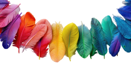 Vibrant rainbow feathers arranged in a curved line against a transparent background