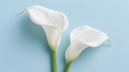 A minimalist and beautiful still life of two elegant white calla lily flowers with long green stems on a simple light blue background.