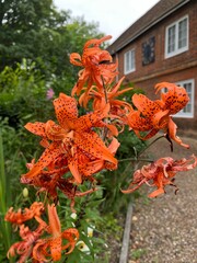 Lilium lancifolium and Lilium tigrinum, commonly known as the tiger lily. Orange petals with dark...