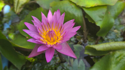 Bright Purple Lotus Flower in Pond