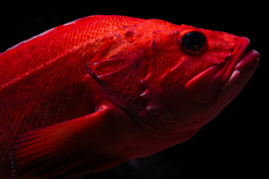 Close-up of red fish with textured, tough-looking skin