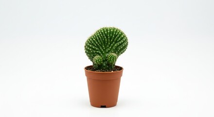 Unique Green Cactus in Brown Pot on White Background, Studio Shot