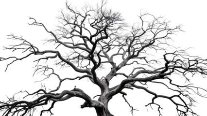 A stark, silhouetted bare tree with intricate branches against a transparent background, isolated on transparent background
