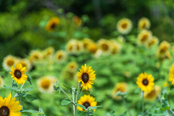 夏の青空の下に咲く元気なひまわりの群れ