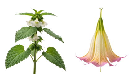 Lamium Flower and Devil’s Trumpet Flower isolated on transparent background