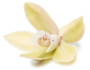Yellow phalaenopsis flower or moth orchid flower on white background. Cut out PNG file. © volff