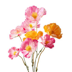 Fototapeta premium Pink and orange poppies in a bouquet