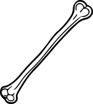 humerus